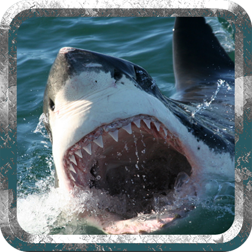 сердитым акула - дикая атака