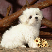 Belle White Dog Wallpapers