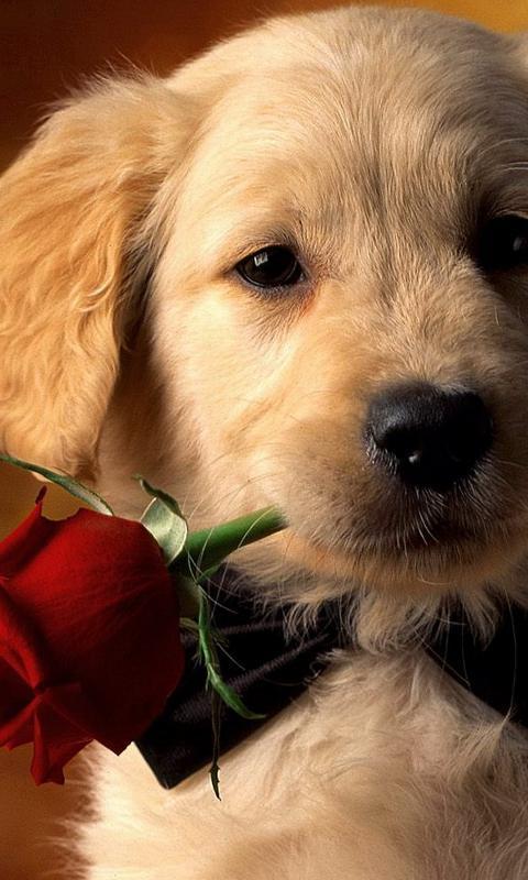 Descarga de APK de Los cachorros tiernos Fondos para Android Descarga de APK de Los cachorros tiernos Fondos para Android