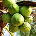 FreshCoconut