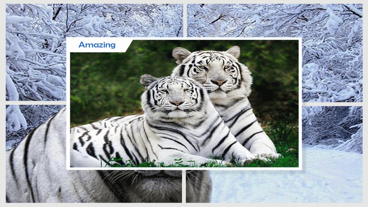 White Tiger Live Wallpaper安卓版应用APK下载