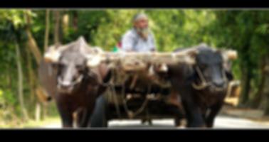 সেরা ভাটিয়ালি গানের ভিডিও কালেকশন poster