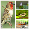 African Birds Call APK
