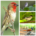 African Birds Call icon