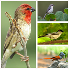 African Birds Call آئیکن