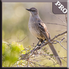 American Bird Sounds APK