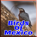 Bird of Mexico