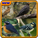 Birds Sound : Iraq APK