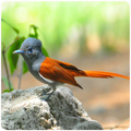 Bird Sound : African