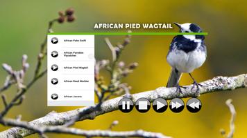 Bird Sound : African স্ক্রিনশট 1