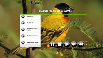 Bird Sound : African Ekran Görüntüsü 2