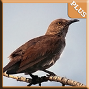 Bird Sounds Of North America APK