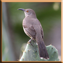 North American Bird Identification Apps APK