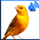 Birds Sound Pro icône