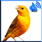 Birds Sound Pro 圖標