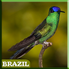 Brazilian Exotic Bird icône