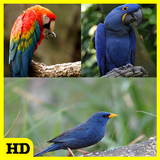Birds of Brazil APK