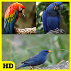 Birds of Brazil icon