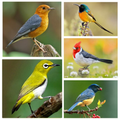 Kicau Burung Isian