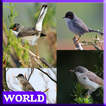 75 Birds Sound World