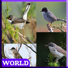 75 Birds Sound World أيقونة