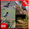 75 Birds Sound Pro APK