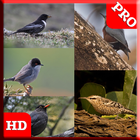 75 Birds Sound Pro icône