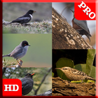 75 Birds Sound Pro أيقونة