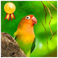 Top Masteran Lovebird
