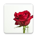 Flower Photo+