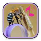 Bee Sound Effect icon