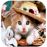 صور قطط جميلة icon