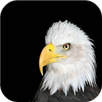Bird sounds APK