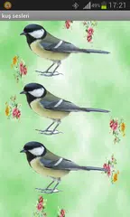 Bird sounds APK download