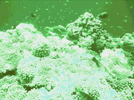 Find Sea cucumber HD Simulator Affiche