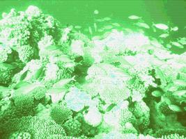Find Sea cucumber HD Simulator Screenshot 1
