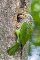 Asian barbets poster