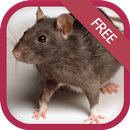เสียงหนูพุกร้อง APK