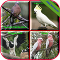 Birds Sound Animal