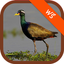 เสียงนกพริก APK