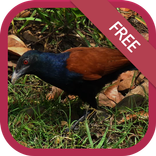 เสียงนกกะปูด