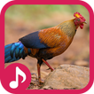 Jungle fowl Sounds