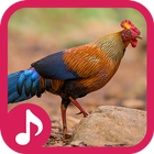 ikon Suara ayam hutan