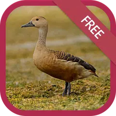 Lesser whistling duck sound APK download