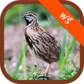 Sound of Rain Quail