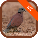 เสียงนกเขาไฟ