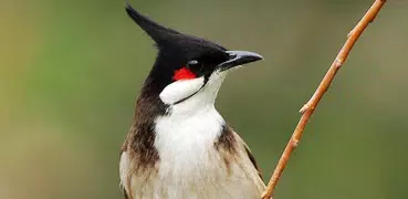 Red-whiskered bulbul Sounds