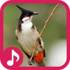 Red-whiskered bulbul Sounds APK download