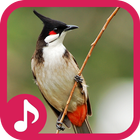Red-whiskered bulbul Sounds icône
