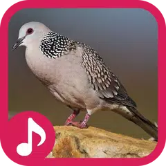 Streptopelia chinensis sound APK download